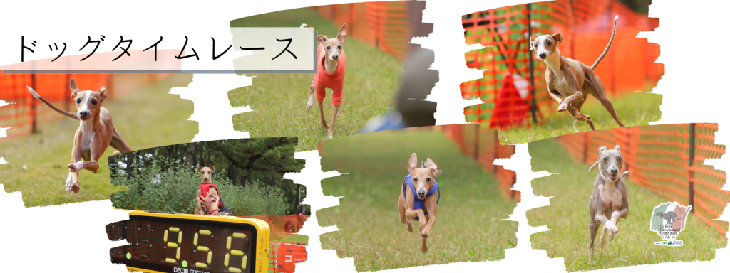 ドッグタイムレース
