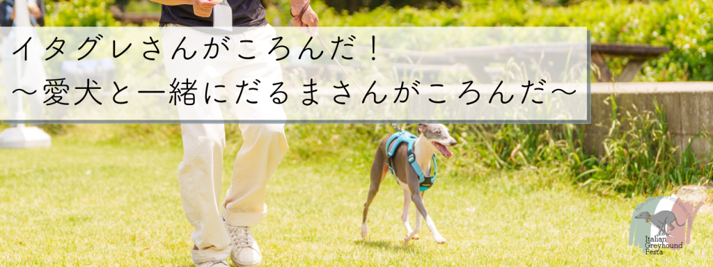 イタグレさんがころんだ！ 〜愛犬と一緒にだるまさんがころんだ〜