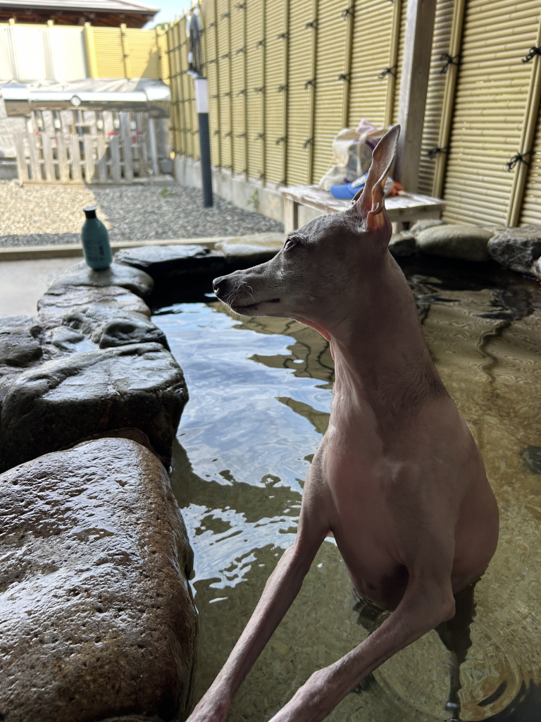 アンちゃん