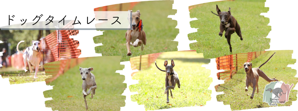 ドッグタイムレース
